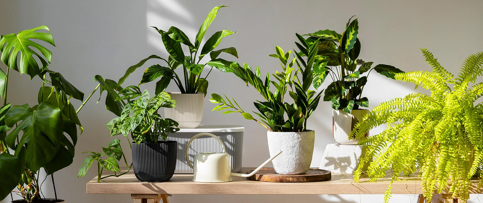 Plant Benodigdheden Winkel -Plant Benodigdheden Winkel 2