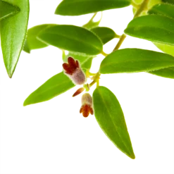 Aeschynanthus Caroline - Lipstickplant - In Hangpot - P15 H25 - Kamerplant -Plant Benodigdheden Winkel aeschynanthus caroline lipstickplant in hangpot p15 h25 6