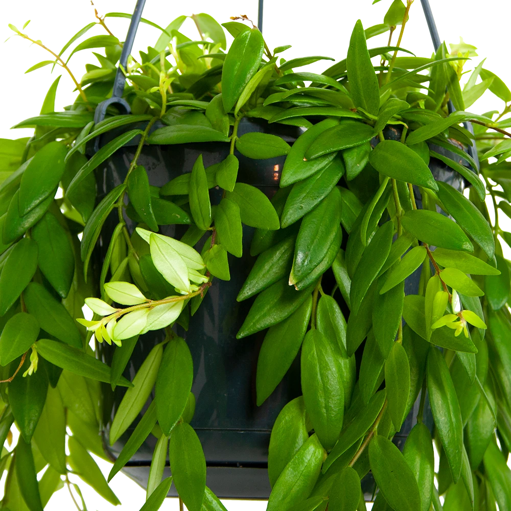 Aeschynanthus Japhrolepis - Lipstickplant - In Hangpot - P15 H20 - Kamerplant 4 Aeschynanthus Japhrolepis - Lipstickplant - In Hangpot - P15 H20 - Kamerplant - Afbeelding 2