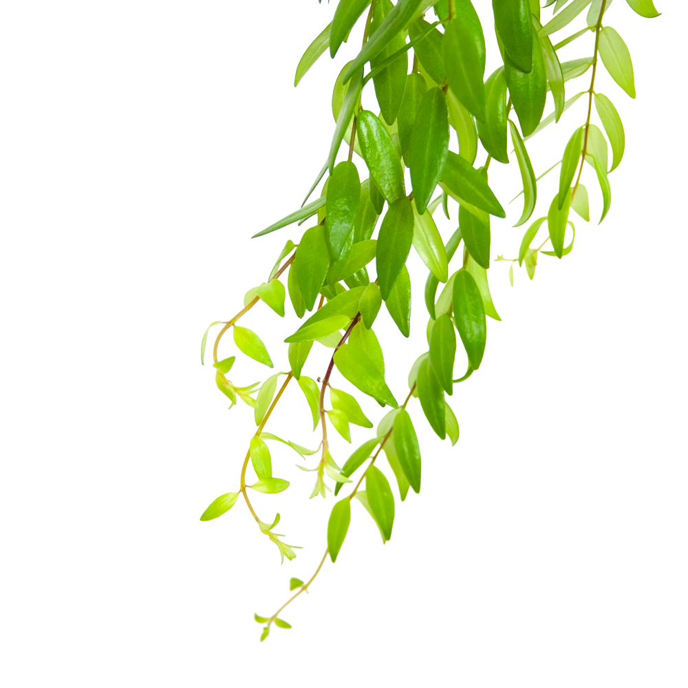 Aeschynanthus Japhrolepis - Lipstickplant - In Hangpot - P15 H20 - Kamerplant 5 Aeschynanthus Japhrolepis - Lipstickplant - In Hangpot - P15 H20 - Kamerplant - Afbeelding 3