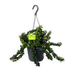 Aeschynanthus Swing - Lipstickplant - In Hangpot - P17 H30 - Kamerplant