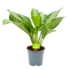 Aglaonema Freedman - P17 H60 - Kamerplant -Plant Benodigdheden Winkel aglaonema freedman p17 h60 1 1