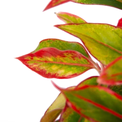 Aglaonema Light Star - P19 H35 - Kamerplant -Plant Benodigdheden Winkel aglaonema light star p19 h35 3