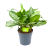 Aglaonema Silver Bay - P24 H60 - Kamerplant -Plant Benodigdheden Winkel aglaonema silver bay p24 h60 1 3