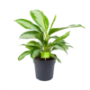 Aglaonema Silver Moon - P19 H50 - Kamerplant -Plant Benodigdheden Winkel aglaonema silver moon p19 h50 1 3