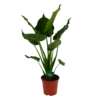 Alocasia Cucullata - Olifantsoor - P21 H90 - Kamerplant -Plant Benodigdheden Winkel alocasia cucullata olifantsoor p21 h90 1