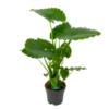 Alocasia Gageana California - Olifantsoor - P21 H85 - Kamerplant 1 Alocasia Gageana California - Olifantsoor - P21 H85 - Kamerplant -Plant Benodigdheden Winkel alocasia gageana california olifantsoor p21 h85 1 1