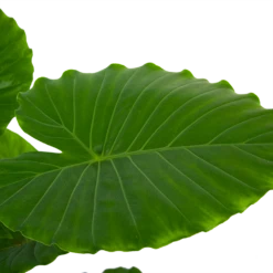 Alocasia Gageana California - Olifantsoor - P21 H85 - Kamerplant -Plant Benodigdheden Winkel alocasia gageana california olifantsoor p21 h85 6 1