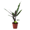 Alocasia Lauterbachiana - Olifantsoor - P19 H70 - Kamerplant -Plant Benodigdheden Winkel alocasia lauterbachiana olifantsoor p19 h70 1