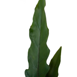 Alocasia Lauterbachiana - Olifantsoor - P19 H70 - Kamerplant -Plant Benodigdheden Winkel alocasia lauterbachiana olifantsoor p19 h70 4