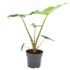 Alocasia Zebrina - Olifantsoor - P14 H40 - Kamerplant -Plant Benodigdheden Winkel alocasia zebrina olifantsoor p14 h40 1 14