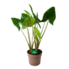 Alocasia Zebrina - Olifantsoor - P24 H90 - Kamerplant -Plant Benodigdheden Winkel alocasia zebrina olifantsoor p24 h90 1