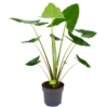Alocasia Zebrina - Olifantsoor - P32 H120 - Kamerplant 1 Alocasia Zebrina - Olifantsoor - P32 H120 - Kamerplant -Plant Benodigdheden Winkel alocasia zebrina olifantsoor p32 h120 4 12