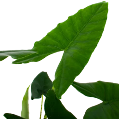 Alocasia Zebrina - Olifantsoor - P32 H120 - Kamerplant -Plant Benodigdheden Winkel alocasia zebrina olifantsoor p32 h120 5
