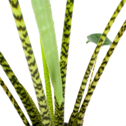 Alocasia Zebrina - Olifantsoor - P32 H120 - Kamerplant -Plant Benodigdheden Winkel alocasia zebrina olifantsoor p32 h120 6