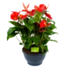 Anthurium Andreanum - Flamingoplant - P30 H80 Rood - Kamerplant -Plant Benodigdheden Winkel anthurium andreanum flamingoplant p30 h80 rood 1 1