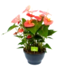 Anthurium Andreanum - Flamingoplant - P30 H80 Roze - Kamerplant 1 Anthurium Andreanum - Flamingoplant - P30 H80 Roze - Kamerplant -Plant Benodigdheden Winkel anthurium andreanum flamingoplant p30 h80 roze 1 1