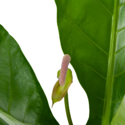 Anthurium Brownii Arrow - P15 H60 - Kamerplant -Plant Benodigdheden Winkel anthurium brownii arrow p15 h60 5