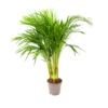 Areca - Goudpalm - P17 H90 - Kamerplant -Plant Benodigdheden Winkel areca goudpalm p17 h90 1 3