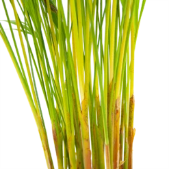 Areca - Goudpalm - P17 H90 - Kamerplant -Plant Benodigdheden Winkel areca goudpalm p17 h90 6 2