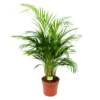 Areca - Goudpalm - P21 H100 - Kamerplant -Plant Benodigdheden Winkel areca goudpalm p21 h100 1 1