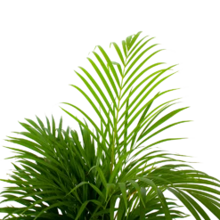 Areca - Goudpalm - P21 H100 - Kamerplant -Plant Benodigdheden Winkel areca goudpalm p21 h100 5 1
