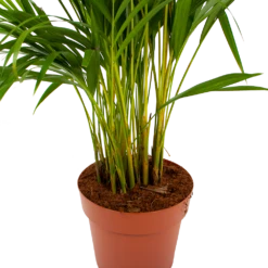 Areca - Goudpalm - P21 H100 - Kamerplant -Plant Benodigdheden Winkel areca goudpalm p21 h100 6 1