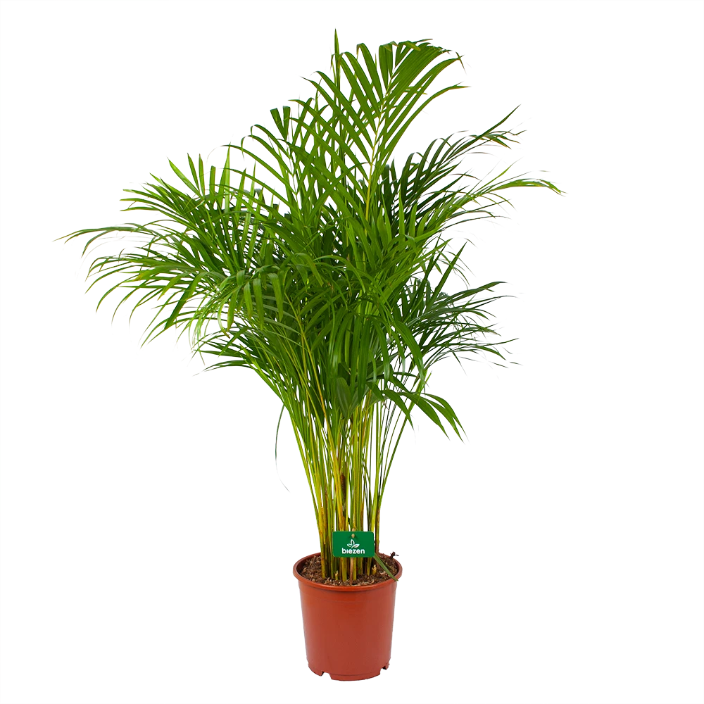 Areca - Goudpalm - P24 H140 - Kamerplant 3 Areca - Goudpalm - P24 H140 - Kamerplant