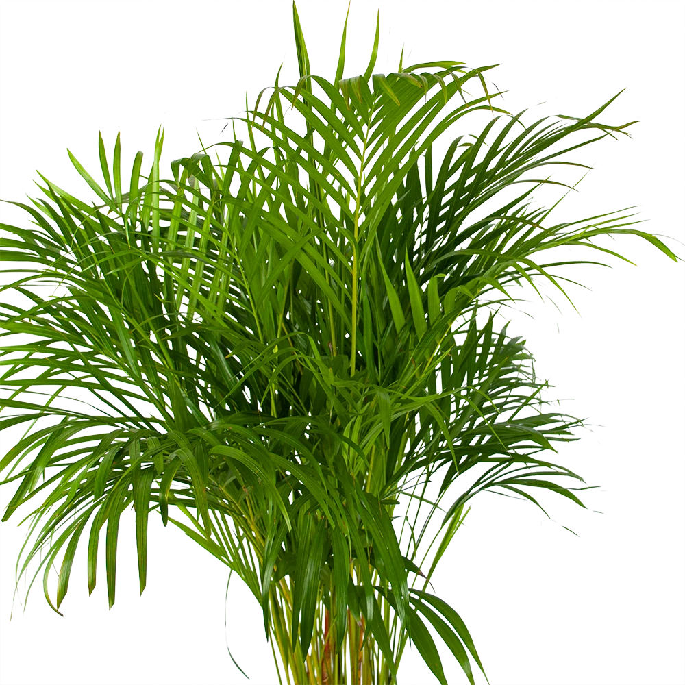 Areca - Goudpalm - P24 H140 - Kamerplant 4 Areca - Goudpalm - P24 H140 - Kamerplant - Afbeelding 2