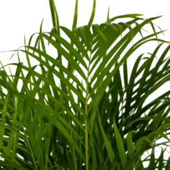 Areca - Goudpalm - P24 H140 - Kamerplant 8 Areca - Goudpalm - P24 H140 - Kamerplant -Plant Benodigdheden Winkel areca goudpalm p24 h140 kamerplant 4
