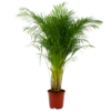Areca - Goudpalm - P27 H180 - Kamerplant -Plant Benodigdheden Winkel areca goudpalm p27 h160 1 3