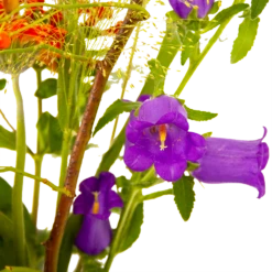 Boeket Plukgeluk Klein 11 Boeket Plukgeluk Klein -Plant Benodigdheden Winkel boeket plukgeluk klein boeketten 4