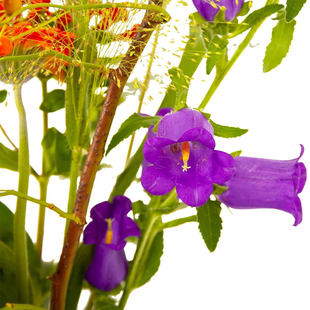 Boeket Plukgeluk Klein 6 Boeket Plukgeluk Klein - Afbeelding 4