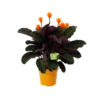 Calathea Crocata - Eeuwige Vlam - P15 H45 - Kamerplant 2 Calathea Crocata - Eeuwige Vlam - P15 H45 - Kamerplant -Plant Benodigdheden Winkel calathea crocata eeuwige vlam p15 h45 1