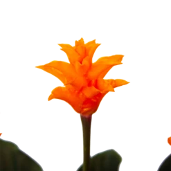 Calathea Crocata - Eeuwige Vlam - P15 H45 - Kamerplant 8 Calathea Crocata - Eeuwige Vlam - P15 H45 - Kamerplant -Plant Benodigdheden Winkel calathea crocata eeuwige vlam p15 h45 4