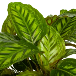 Nieuwkomers -Plant Benodigdheden Winkel calathea flamestar schaduwplant p32 h80 4