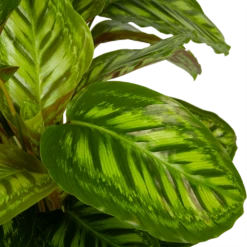 Calathea Flamestar - Schaduwplant - P32 H80 - Kamerplant -Plant Benodigdheden Winkel calathea flamestar schaduwplant p32 h80 5