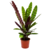Calathea Insigne - Livingplant - P17 H65 - Kamerplant -Plant Benodigdheden Winkel calathea insigne livingplant p17 h65 4