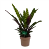 Calathea Insigne - Livingplant - P21 H60 - Kamerplant -Plant Benodigdheden Winkel calathea insigne livingplant p21 h60 1
