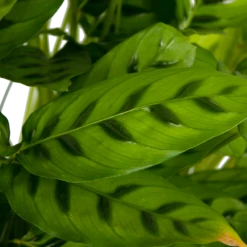 Calathea Leopardina - Schaduwplant - P27 H90 - Kamerplant -Plant Benodigdheden Winkel calathea leopardina schaduwplant p27 h90 kamerplant 4