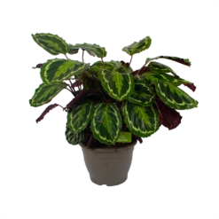Calathea Medaillon - Schaduwplant - P32 H80 - Kamerplant -Plant Benodigdheden Winkel calathea medaillon schaduwplant p32 h80 2