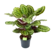 Calathea Mysty - Livingplant - P27 H80 - Kamerplant -Plant Benodigdheden Winkel calathea mysty livingplant p27 h80 1 3