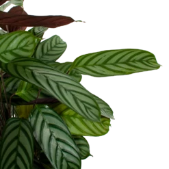 Calathea Oppenheimiana - Pauwenplant - P21 H105 - Kamerplant -Plant Benodigdheden Winkel calathea oppenheimiana pauwenplant p21 h105 5 1