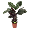 Calathea Ornata - Livingplant - Schaduwplant - P19 H75 - Kamerplant -Plant Benodigdheden Winkel calathea ornata livingplant schaduwplant p19 h75 1 1