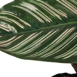 Calathea Ornata - Livingplant - Schaduwplant - P19 H75 - Kamerplant -Plant Benodigdheden Winkel calathea ornata livingplant schaduwplant p19 h75 6 1