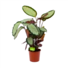 Calathea Picturata - Livingplant - P17 H65 - Kamerplant -Plant Benodigdheden Winkel calathea picturata livingplant p17 h65 1