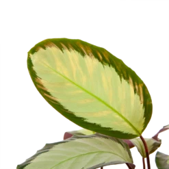 Nieuwkomers -Plant Benodigdheden Winkel calathea picturata livingplant p17 h65 5