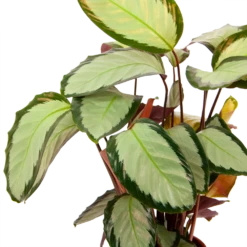 Calathea Picturata - Livingplant - P17 H65 - Kamerplant -Plant Benodigdheden Winkel calathea picturata livingplant p17 h65 6