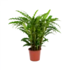 Calathea Rufibarba Bluegrass - Pauwenplant - P17 H65 - Kamerplant -Plant Benodigdheden Winkel calathea rufibarba bluegrass pauwenplant p17 h65 1