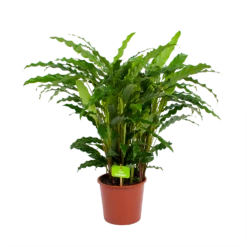Calathea Rufibarba Bluegrass - Pauwenplant - P17 H65 - Kamerplant -Plant Benodigdheden Winkel calathea rufibarba bluegrass pauwenplant p17 h65 4